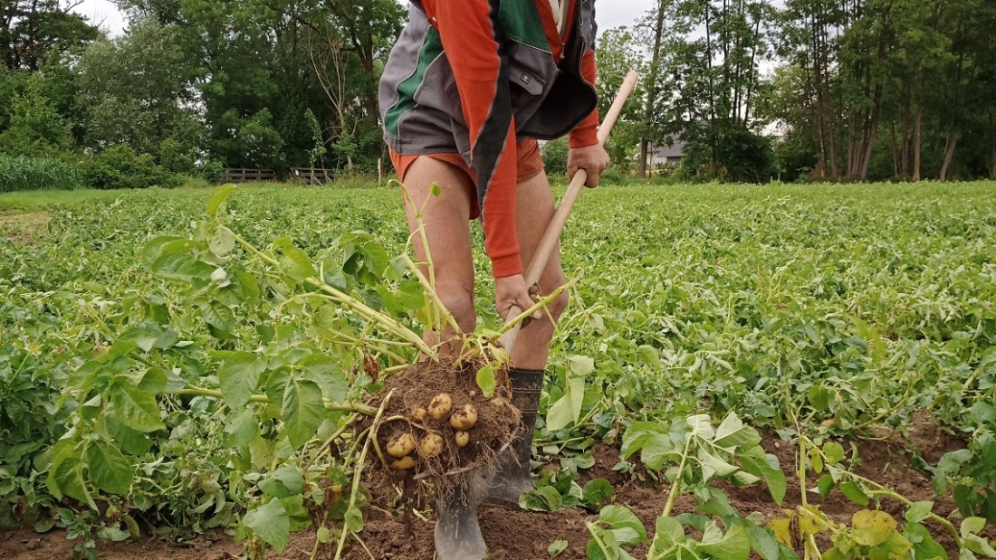 Bauer Hans beim Erdäpfel ausgraben