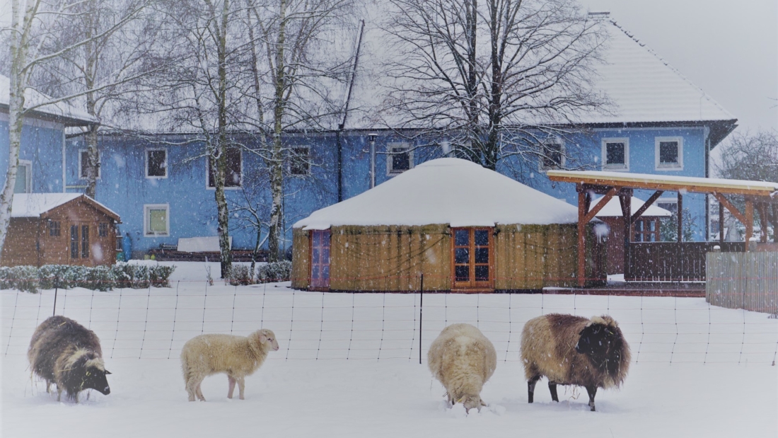 Schafe im Schnee und Jurte