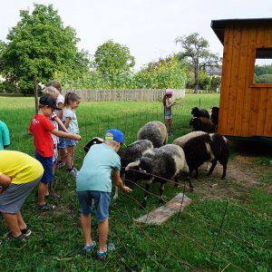 Kindergruppe beim Schafefüttern