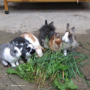 Kaninchen beim Grasfressen
