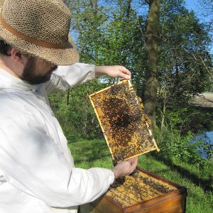 Imker zeigt Bienenwabe