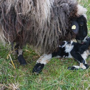 Mutterschaf Margarethe mit frischgeborenem Lamm