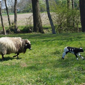 Mutterschaf Margarethe und Lamm auf Weide
