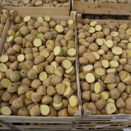 Saatkartoffel mit Trieben