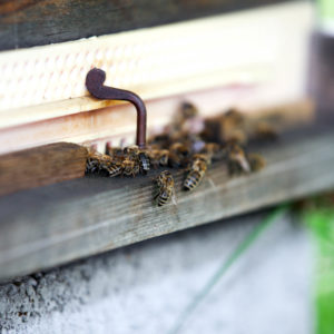 Bienen beim Bienenstockeingang - Nahaufnahme