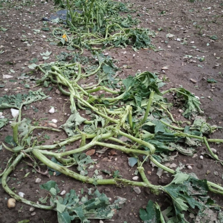Zucchini nach Hagelunwetter