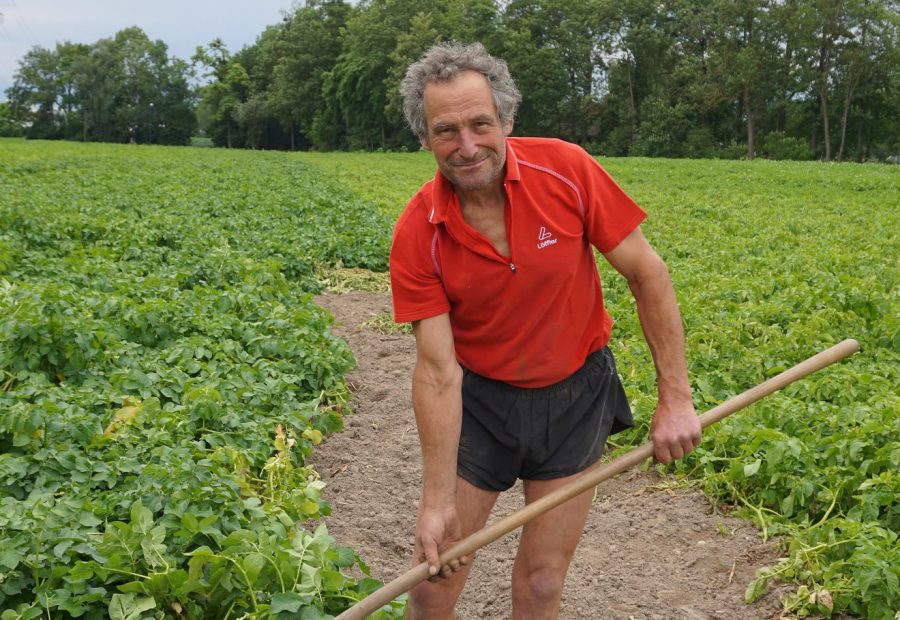 Bauer Hans beim Erdäpfel ausgraben