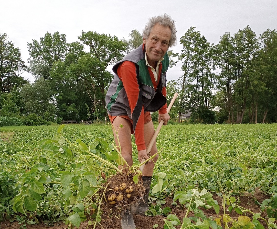 Bauer Hans beim Erdäpfel ausgraben