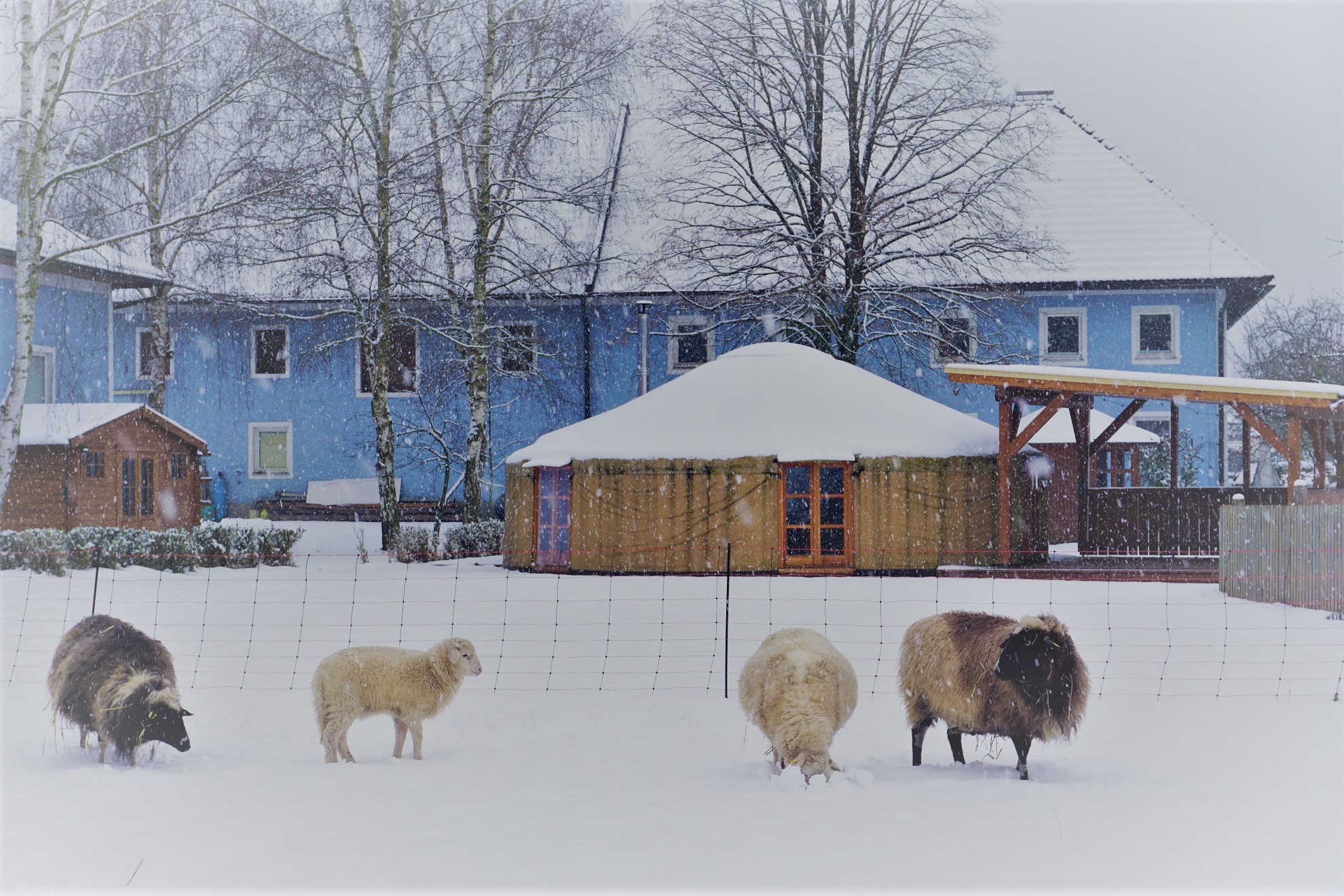 Schafe im Schnee und Jurte