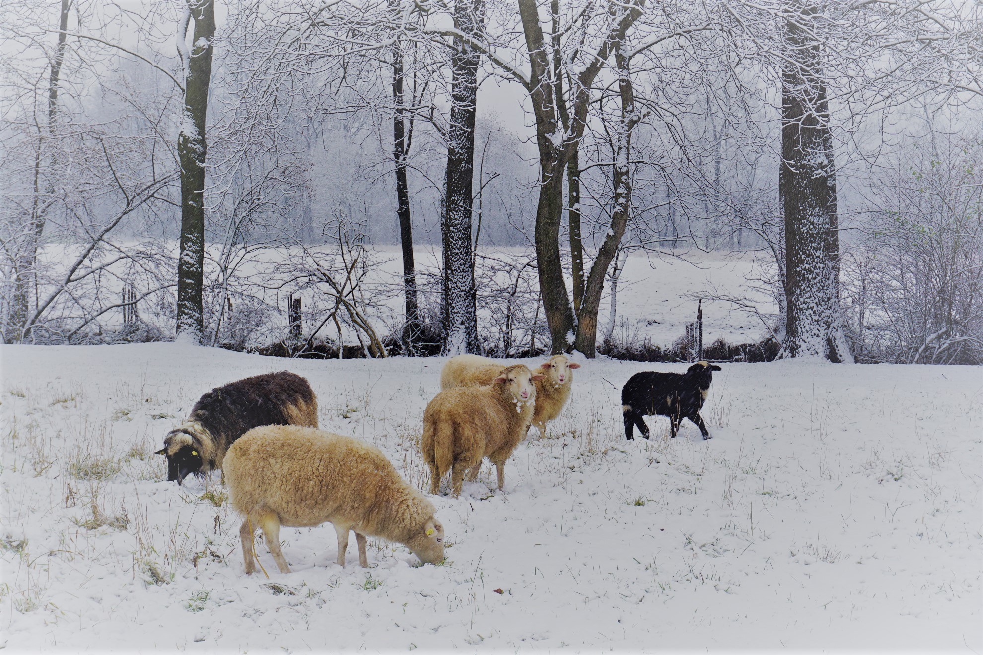 Schafe im Schnee