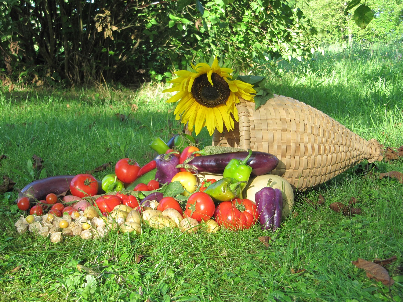 Ernte aus dem Garten