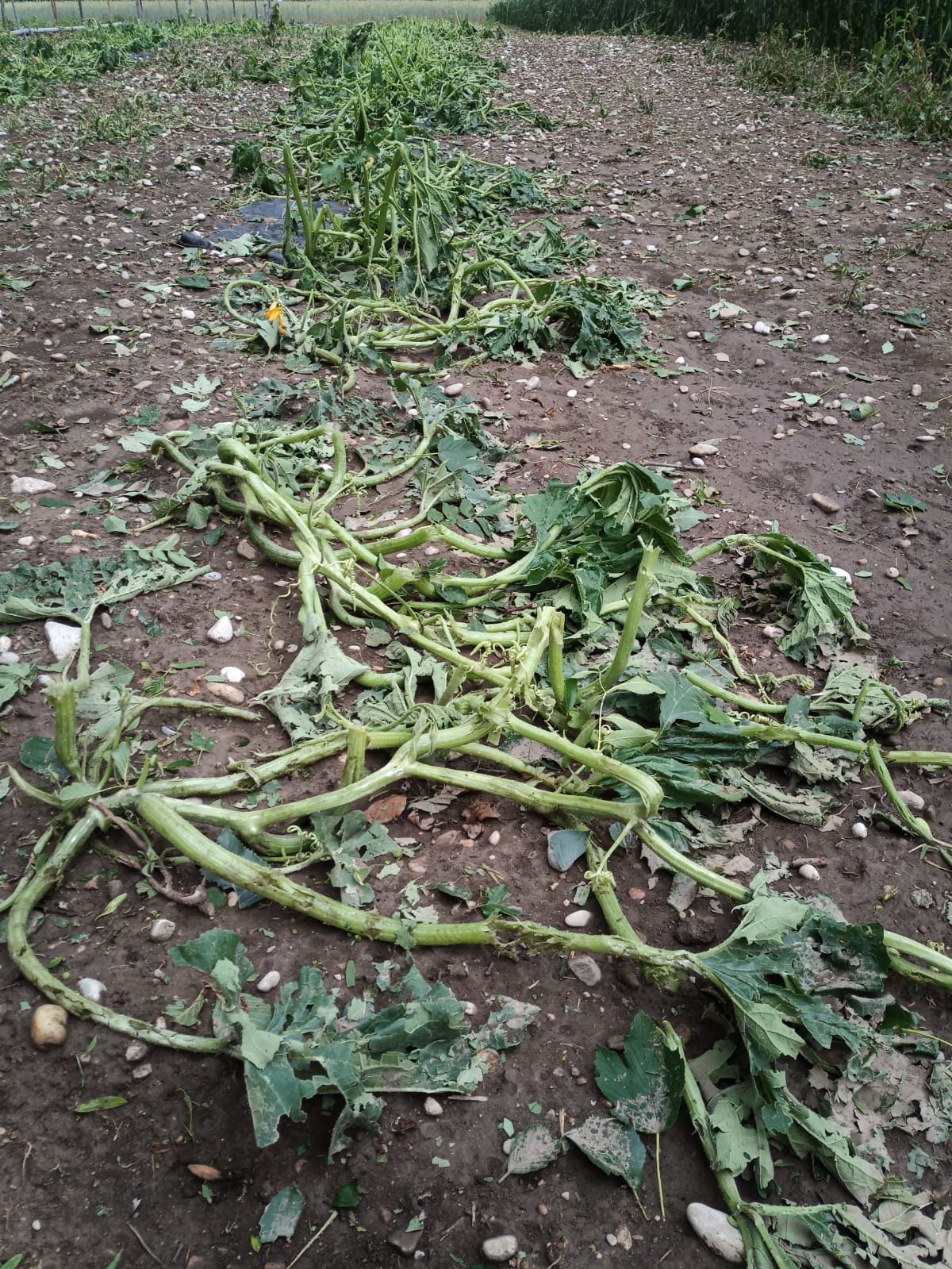 Zucchini nach Hagelunwetter